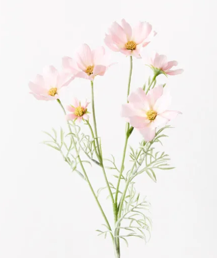 COSMOS SPRAY LIGHT PINK