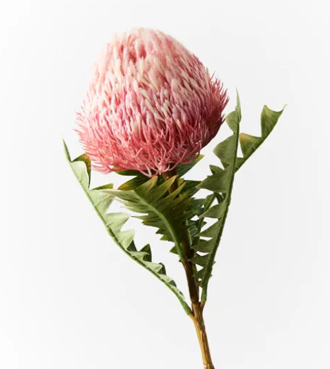 BANKSIA ACORN PINK