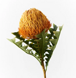 BANKSIA ACORN ORANGE