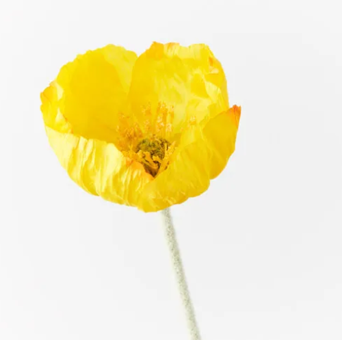 POPPY ICELAND SPRAY YELLOW