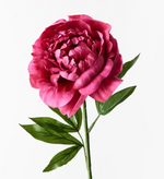 PEONY FUSCHIA