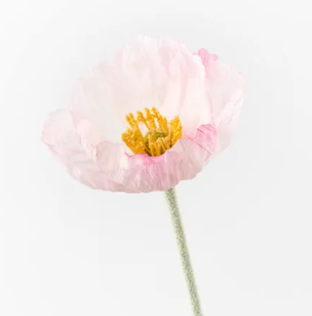 ICELAND POPPY LIGHT PINK