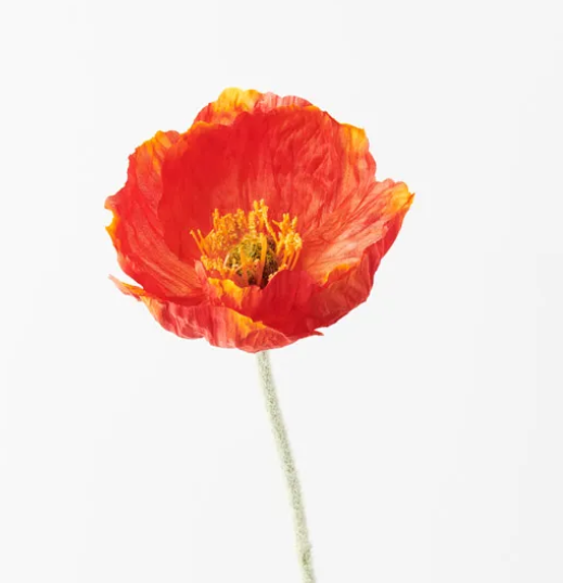 ICELAND POPPY BURNT ORANGE