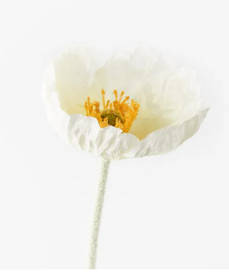 ICELAND POPPY WHITE