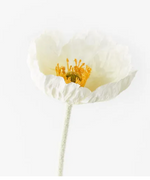 ICELAND POPPY WHITE